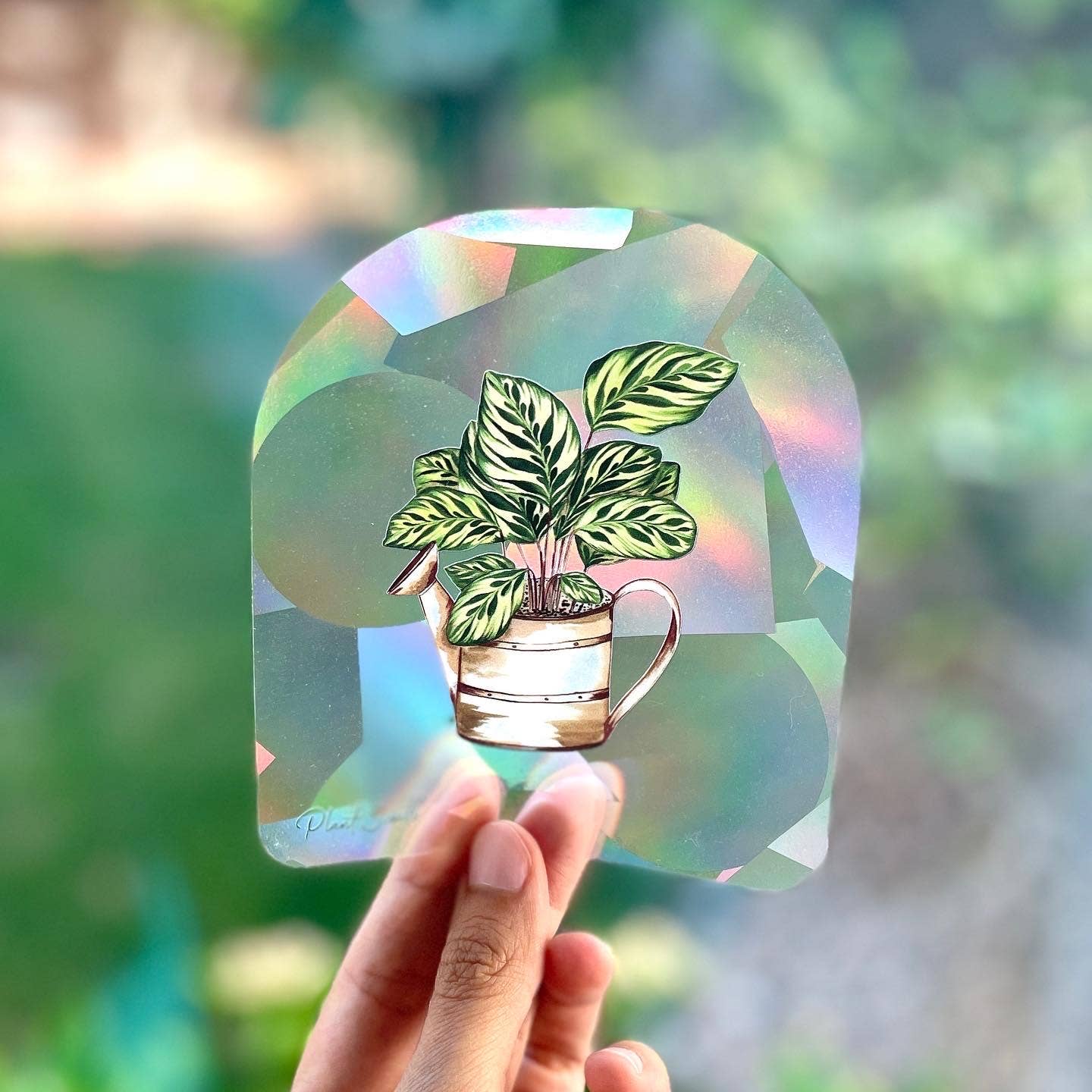 Rainbow Making Suncatcher Window Decal Sticker - Calathea