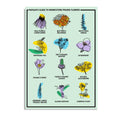 Midwestern Prairie Flowers Postcard