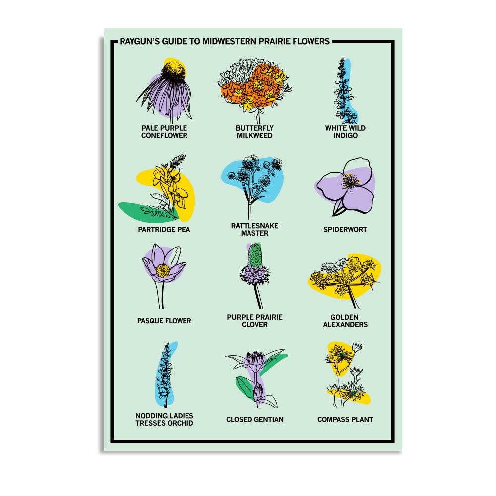 Midwestern Prairie Flowers Postcard