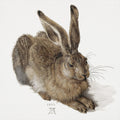 Durer Rabbit Full  Color